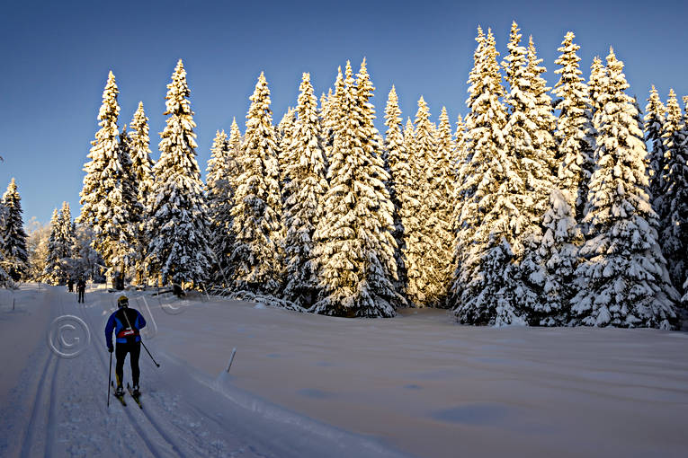 friluftsliv, granar, Jmtland, skidor, skidspr, skidkare, skog, sntyngda, stmning, stmningsbild, stmningsbilder, turkning, upplega, vinter, vinterskog, rstid, rstider, ventyr