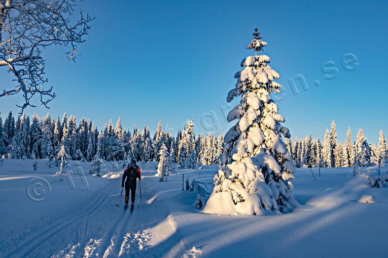 friluftsliv, granar, Jmtland, skidor, skidspr, skidkare, skog, sntyngda, stmning, stmningsbild, stmningsbilder, turkning, upplega, vinter, vinterskog, rstid, rstider, ventyr