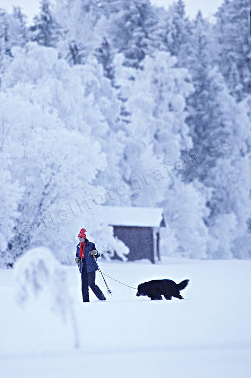 flicka, friluftsliv, hund, jul, julbilder, julkort, julstmning, Jmtland, motion, skidkning, sn, stmning, stmningsbild, stmningsbilder, turkare, turkning, vinter, rstid, rstider, ventyr