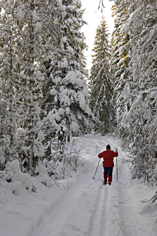 granskog, julstmning, skidor, skidkning, skog, sntunga, stmning, stmningsbild, stmningsbilder, trd, turkare, turkning, upplega, vinter, rstid, rstider, ventyr
