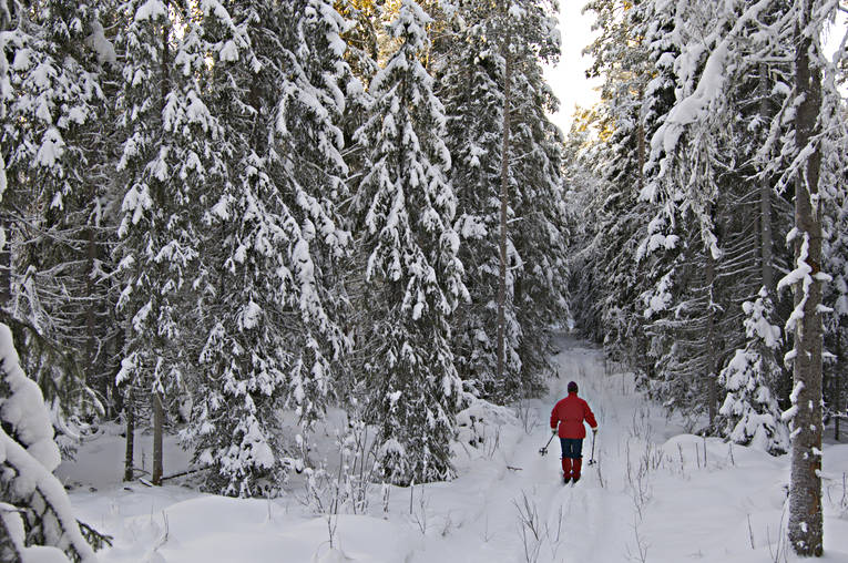 granskog, julstmning, skidor, skidkning, skog, sntunga, stmning, stmningsbild, stmningsbilder, trd, turkare, turkning, upplega, vinter, rstid, rstider, ventyr