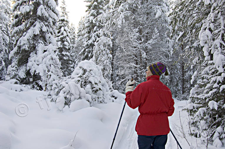 granskog, julstmning, skidor, skidkning, skog, sntunga, stmning, stmningsbild, stmningsbilder, trd, turkare, turkning, upplega, vinter, rstid, rstider, ventyr