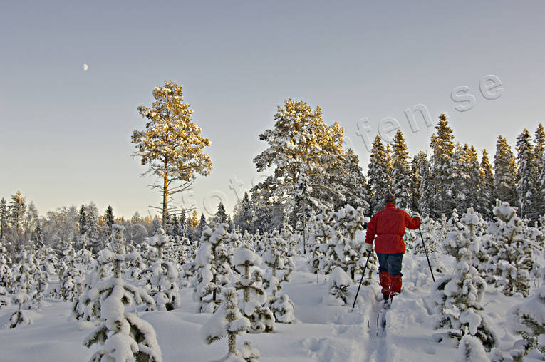 frtallar, julstmning, plantering, sjlvsdd, skidor, skidkning, skog, skogsbruk, skogsplantering, stmning, stmningsbild, stmningsbilder, tallar, tallskog, trd, turkare, turkning, ungskog, vinter, rstid, rstider, ventyr