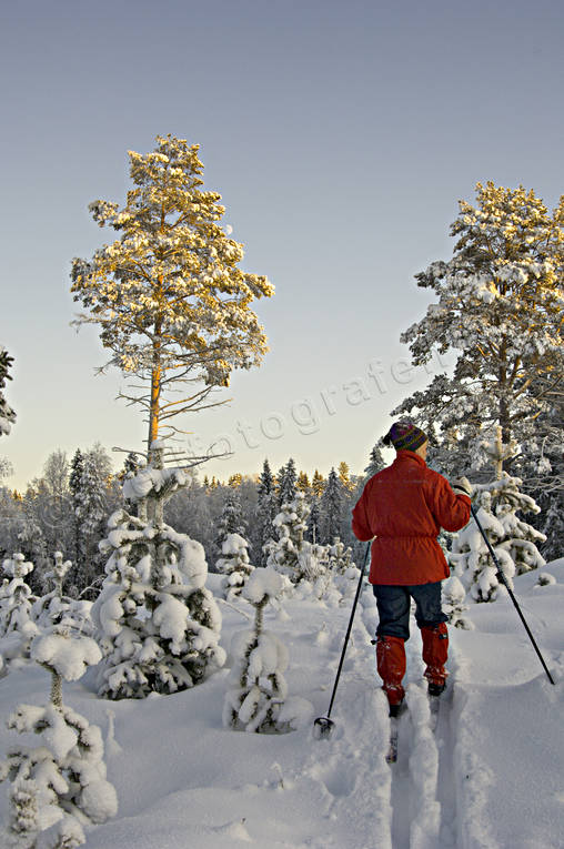 frtallar, julstmning, plantering, sjlvsdd, skidor, skidkning, skog, skogsbruk, skogsplantering, stmning, stmningsbild, stmningsbilder, tallar, tallskog, trd, turkare, turkning, ungskog, vinter, rstid, rstider, ventyr