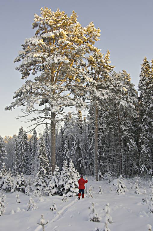 frtallar, julstmning, plantering, sjlvsdd, skidor, skidkning, skog, skogsbruk, skogsplantering, stmning, stmningsbild, stmningsbilder, tallar, tallskog, trd, turkare, turkning, ungskog, vinter, rstid, rstider, ventyr