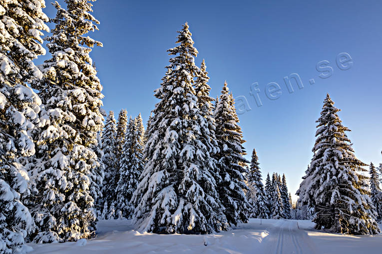 granar, Jämtland, skog, snötyngda, stämning, stämningsbild, stämningsbilder, upplega, vinter, vinterskog, årstid, årstider