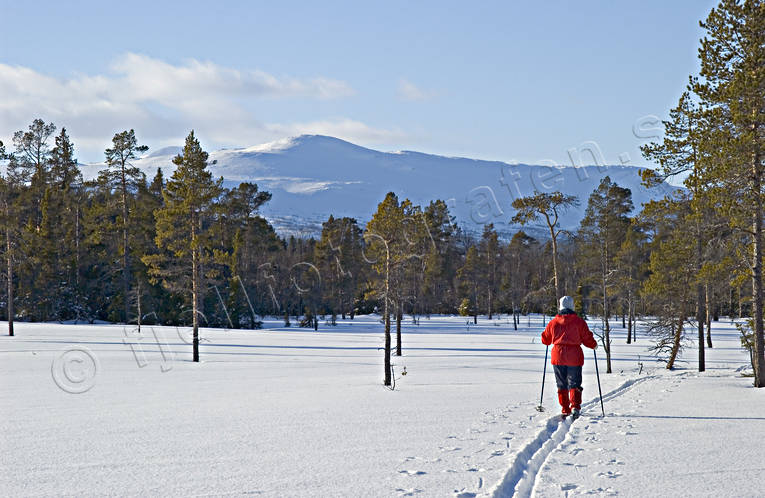 Skidtur i fjällskog fjällskog, skidor, skidtur, skidåkning, taiga, taigaskog, turåkare, turåkning, uteliv, vinter, äventyr