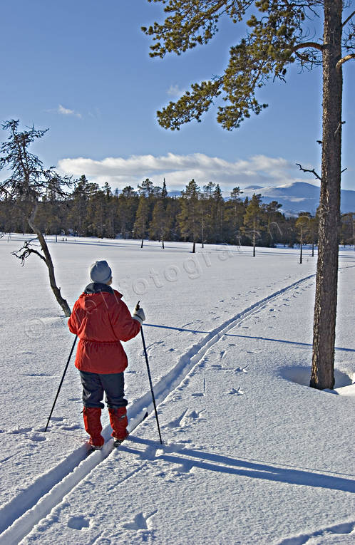 Skidtur i fjällskog fjällskog, skidor, skidtur, skidåkning, taiga, taigaskog, turåkare, turåkning, uteliv, vinter, äventyr