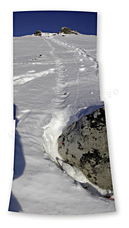 Skjuten fjällripa fjälljakt, fjällripa, högbild, högbilder, jakt, jaktbyte, ripa, ripjakt, snö, vinterjakt ripa, vinterripa