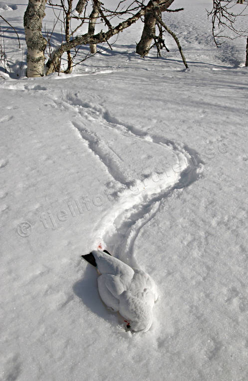 Skjuten ripa i snö jakt, ripa, ripjakt, skott, snö, spår, vinter, vinterjakt ripa, vinterripa