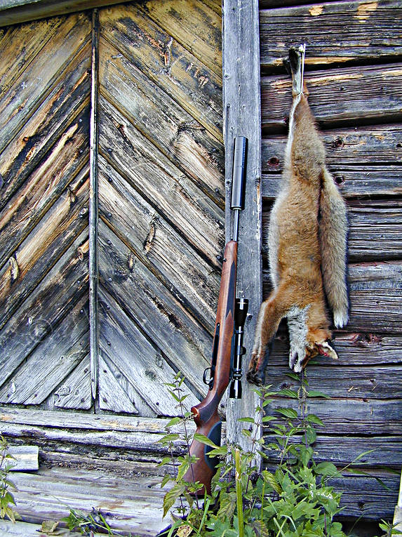 Skjuten räv på timrad vägg jakt, ljuddämpare, räv, rävjakt, skjuten, vapen, vägg