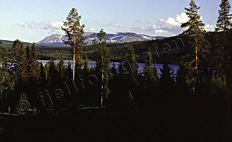 Skog, sjö och fjäll fjäll, Jämtland, Landskap, Oviksfjällen, sjö, skog, sommar, Undersåker