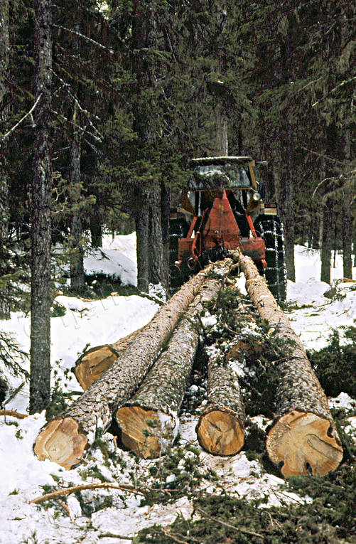 arbete, skog, skogsarbete, skogsbruk, skogshuggare, timmer, timmerstockar, traktor