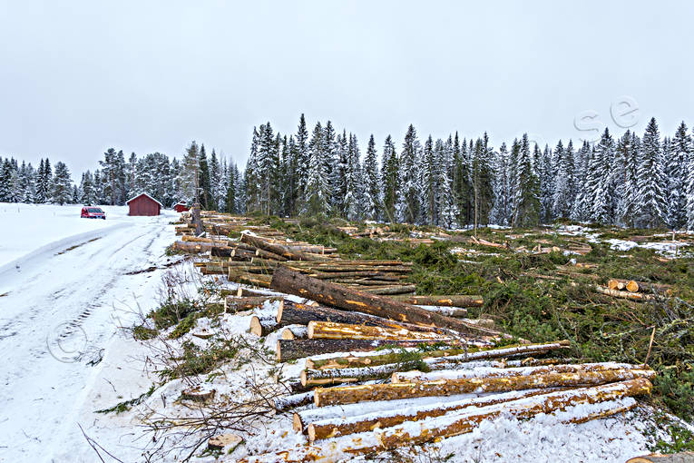 Skogsavverkning Hygge arbete, avverkning, hygge, kalhygge, natur, skog, skogsbruk, timmer, timmerstockar, vinter