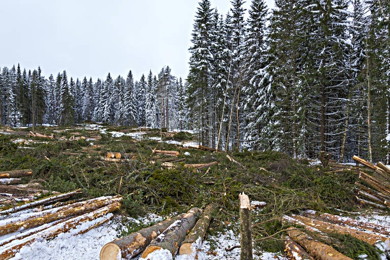Skogsavverkning Hygge arbete, avverkning, hygge, kalhygge, natur, skog, skogsbruk, timmer, timmerstockar, vinter