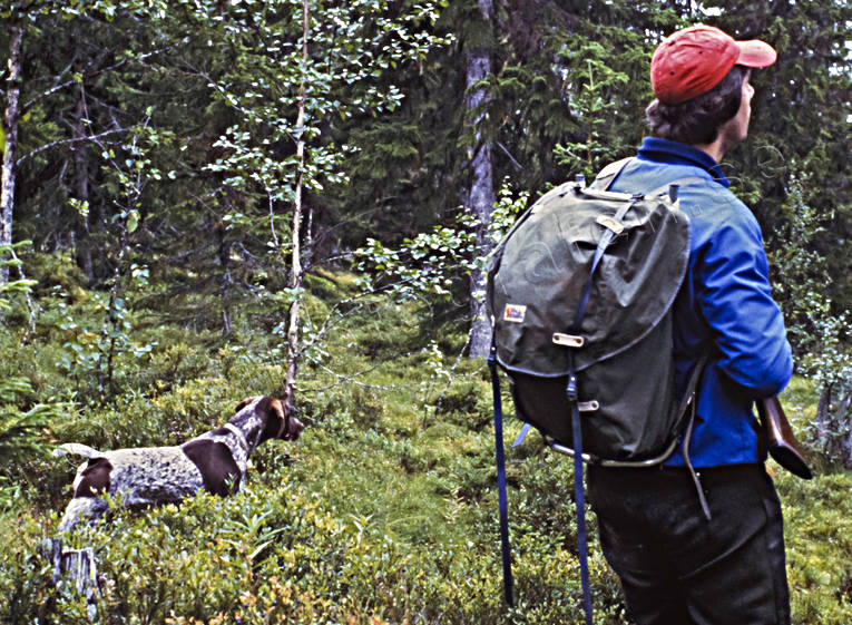 Skogsfågeljakt med vorsteh fågeljakt, gångstånd, hund, jakt, skogsfågeljakt, stående fågelhund, stånd, vorsteh