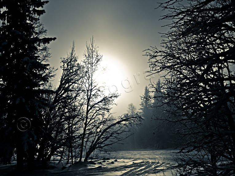 Jmtland, Landskap, natur, skog, vinter, rstider