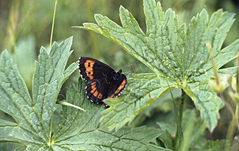 Skogsgräsfjäril på blad blad, djur, fjäril, insekter, skogsgräsfjäril