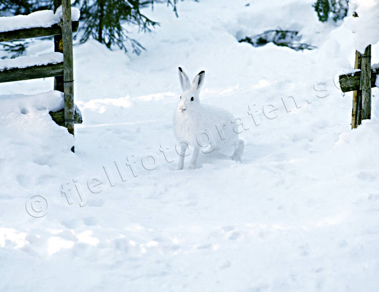 Skogshare i grindhålet djur, däggdjur, grindhålet, hare, skogshare, snö, vinter