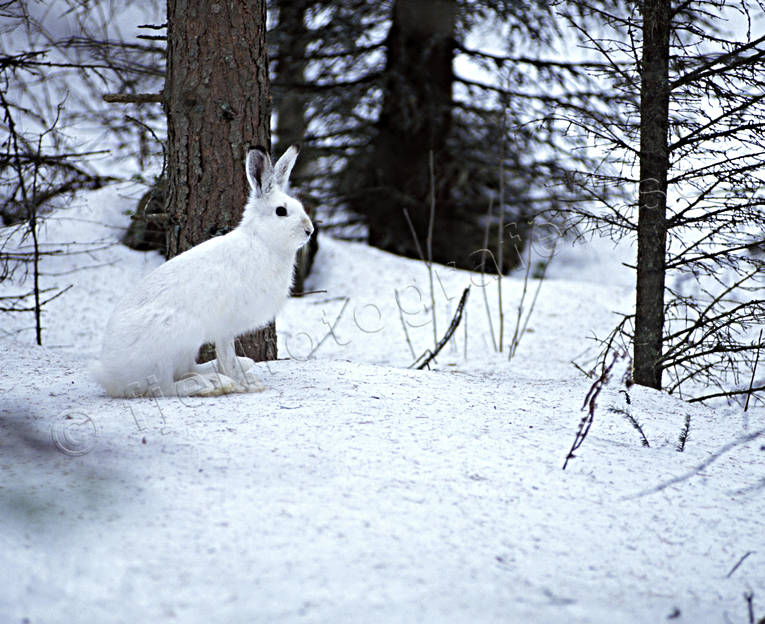 Skogshare i skog djur, däggdjur, hare, jösse, skog, skogshare, snö, vinter