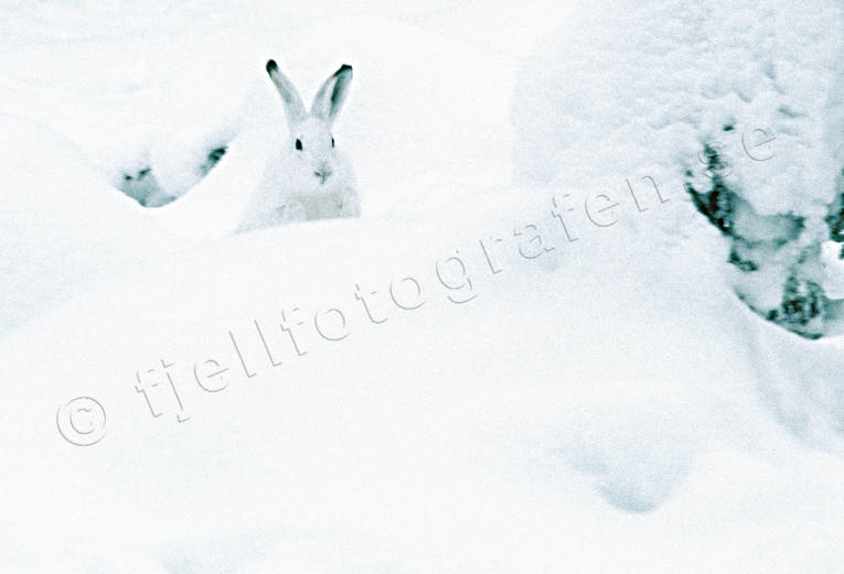 djur, dggdjur, hare, skogshare, sn, vinter, vitt