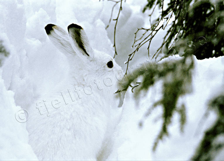 djur, dggdjur, gnagare, hare, jsse, kamouflage, skogshare, sn, vinter, vit