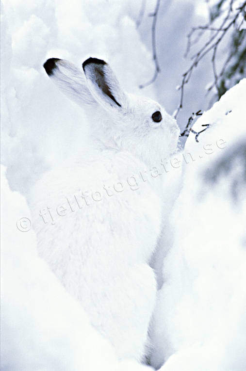 Skogshare i snö djur, däggdjur, hare, kamouflage, skogshare, snö, vinter, vit