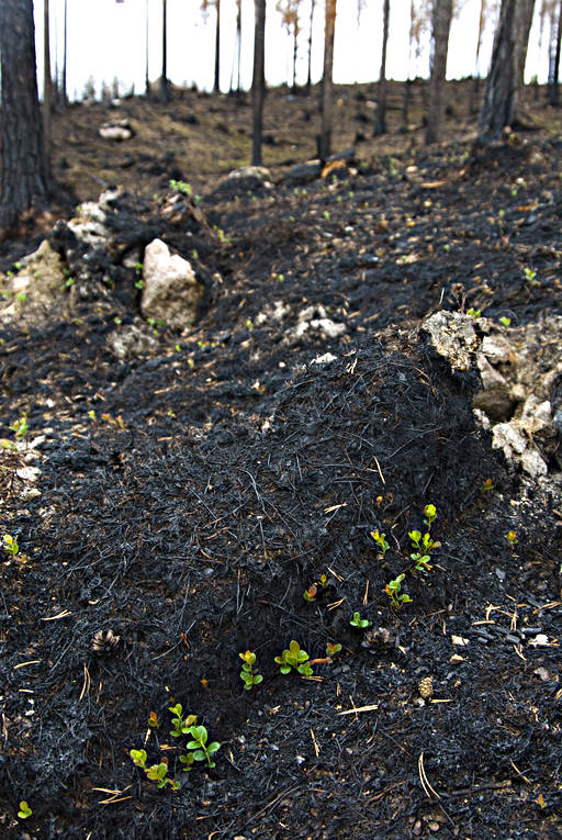Skogsmark efter brand arbete, brand, bränd, bränt, miljö, natur, skog, skogsbrand, skogsbruk, skogsmark, återväxt