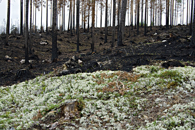 arbete, brand, brnd, brnt, fnsterlav, milj, natur, renlav, renlavar, skog, skogsbrand, skogsbruk, skogsmark