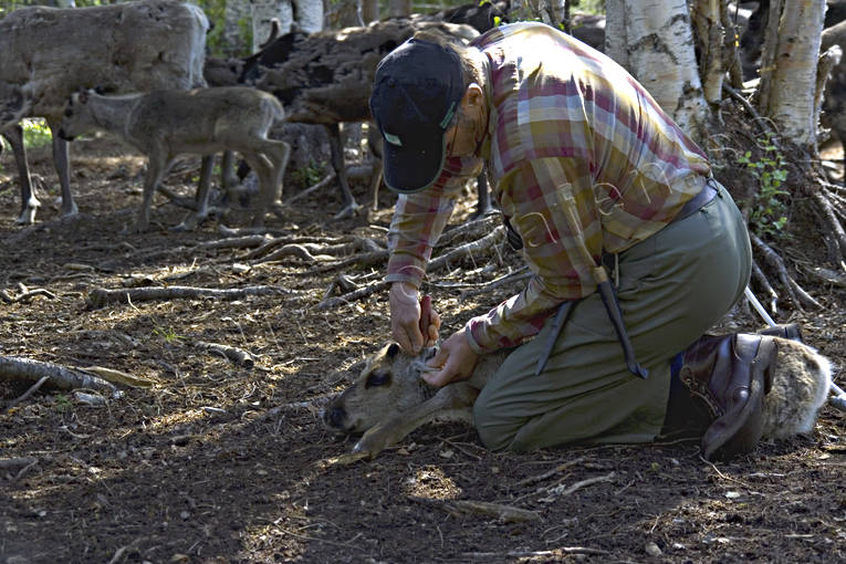 Skogssame, kalvmärkning arbete, kalvmärkning, kultur, lappland, renkalv, renskötare, renskötsel, same, samekultur