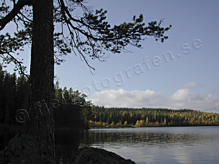 hst, kvll, sj, skog, skogssj, stmning, stmningsbild, stmningsbilder, vildmark, rstid, rstider, demark