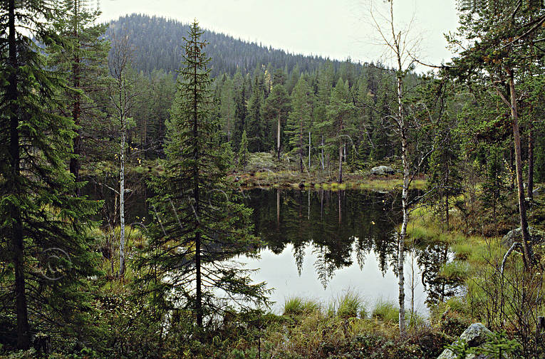 Skogstjärn i Vattudalen barrskog, biotop, biotoper, natur, skog, skogar, skogsmark, skogstjärn, taiga, tjärn, urskog