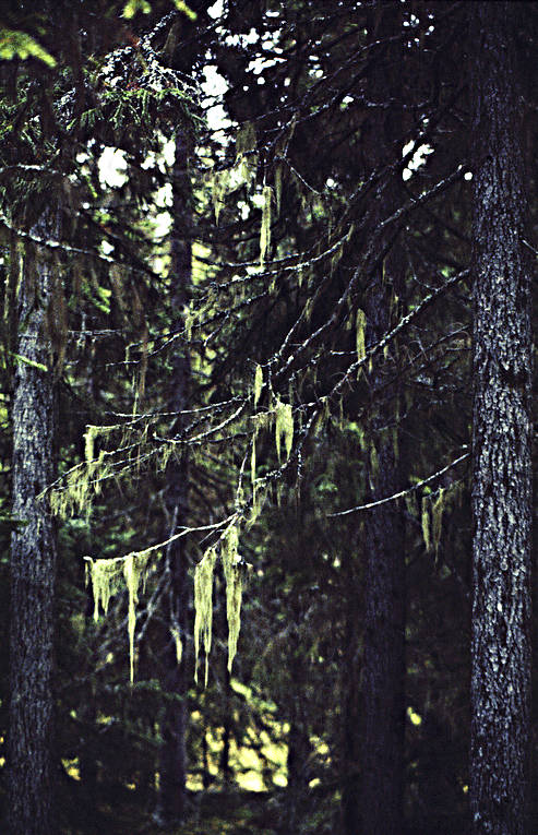 Skägglav på grangrenar biotop, biotoper, granskog, lav, natur, skog, skogar, skogsmark, skägglav, urskog