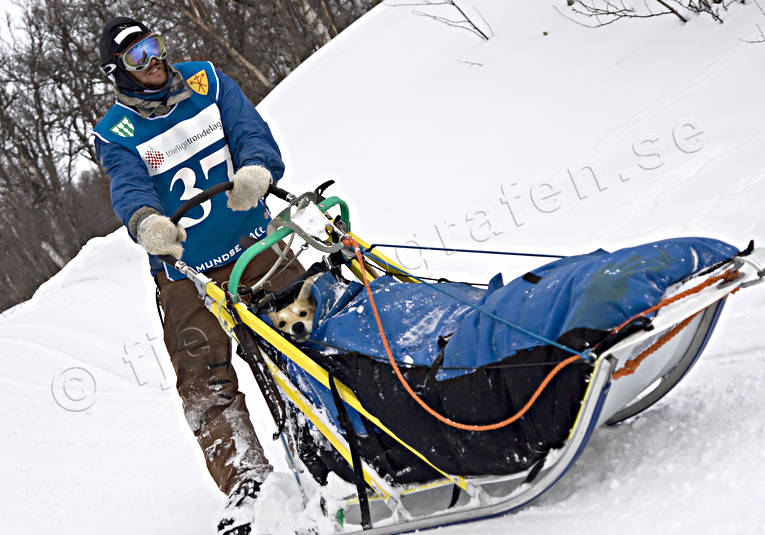 alaskan, Amundsen, amundsenrace, draghund, draghundar, fart, hund, hundar, hundfrare, hundspann, husky, race, sldhund, sldhundar, sn, vinter, ventyr