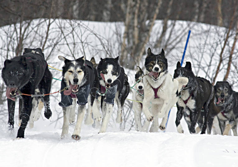 alaskan, Amundsen, amundsenrace, draghund, draghundar, fart, hund, hundar, hundfrare, hundspann, husky, race, sldhund, sldhundar, sn, vinter, ventyr