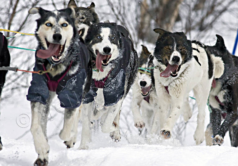 alaskan, Amundsen, amundsenrace, draghund, draghundar, fart, hund, hundar, hundfrare, hundspann, husky, race, sldhund, sldhundar, sn, vinter, ventyr