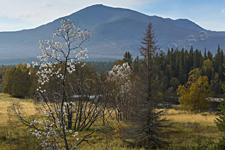 Enafors, Enaforsholm, Enan, fjll, fjlltopp, fjlltoppar, frvxt, hgfjll, hgfjllen, hst, hstmorgon, Jmtland, Landskap, lvtrd, natur, Salix Caprea, Snasen, Storsnasen, slg, vide, videvxt, videvxter, vxt