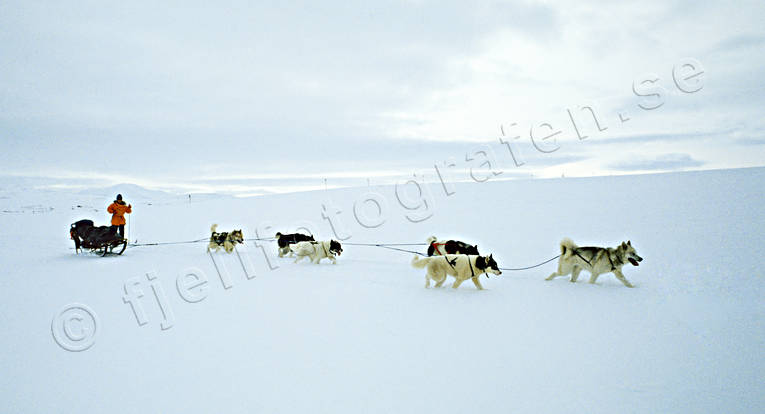 Slädfärd med grönlandshundar draghund, draghundar, draghundtur, kallt, slädfärd, slädhund, slädhundar, slädhundtur, snö, uteliv, vinter, äventyr