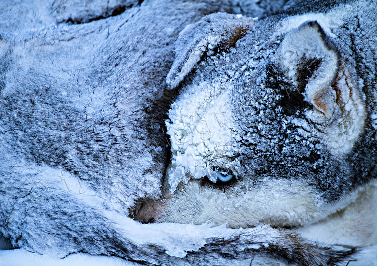 Slädhund sover i snön djur, draghundar, däggdjur, hund, hundar, husky, sibirian, slädhundar, vinter, äventyr