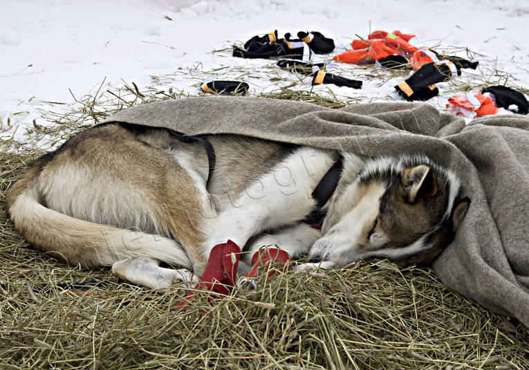 Slädhundar Amundsen Race alaskan, Amundsen, amundsenrace, draghund, draghundar, fart, hund, hundar, hundförare, hundspann, husky, race, slädhund, slädhundar, snö, vinter, äventyr