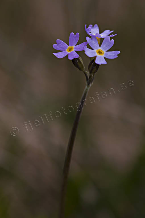 biotop, biotoper, blomma, blommor, fjll, fjllblomma, fjllblommor, fjllen, natur, smalviva, vstjmtland, vxter