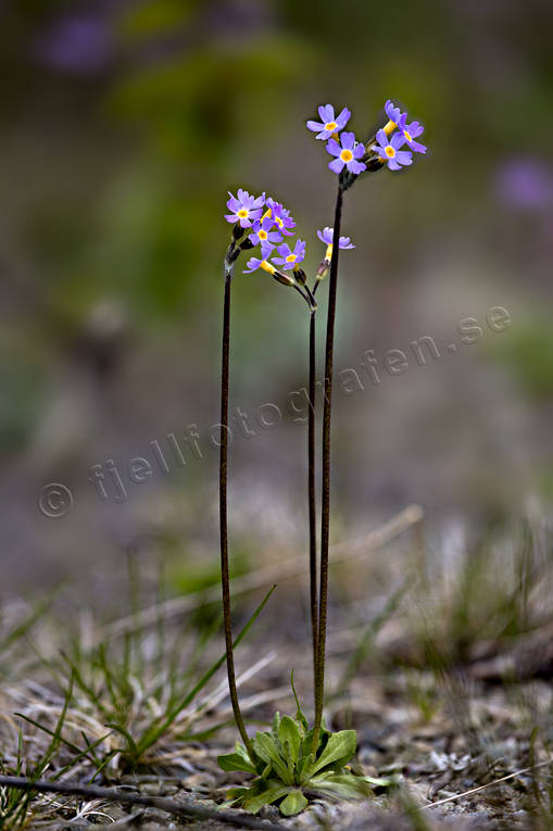 Smalviva biotop, biotoper, blomma, blommor, fjäll, fjällblomma, fjällblommor, fjällen, natur, Primula stricta, smalviva, västjämtland, växter