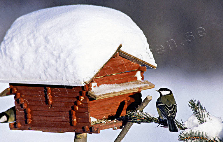 djur, fgel, fgelbord, fgelstuga, fglar, jul, julbilder, julkort, julstmning, smfgel, smfglar, stmning, stmningsbild, stmningsbilder, sglar, talgoxe, ttting, tttingar
