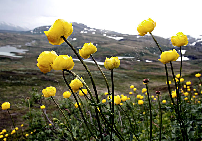 biotop, biotoper, blommor, fjll, fjllblommor, fjllen, gul, natur, smrboll, smrbollar, trollius europaeus, vxter
