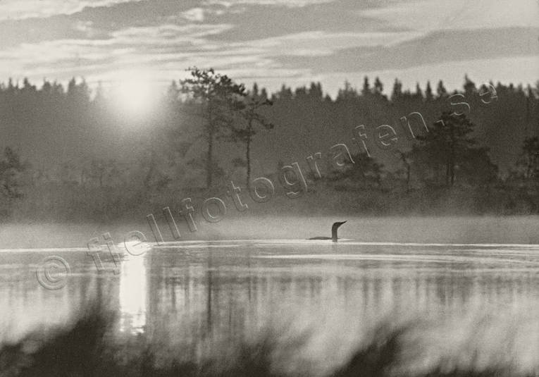 Smålom djur, fågel, fåglar, gryning, smålom, soluppgång, änder