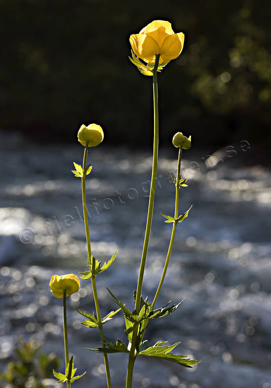 Smörboll biotop, biotoper, blommor, fjäll, fjällblommor, fjällen, gul, natur, smörboll, smörbollar, trollius europaeus, växter