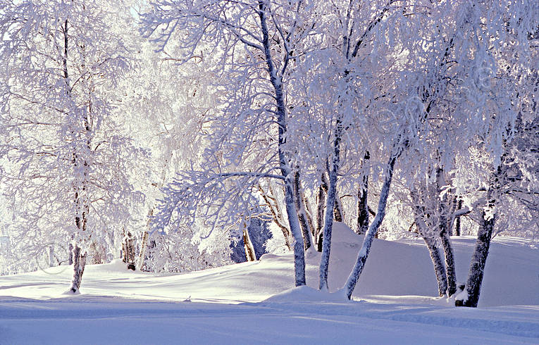 bjrk, bjrkar, jul, julbilder, julkort, julstmning, rimfrost, sn, snigt, stmning, stmningsbild, stmningsbilder, vinter, rstid, rstider