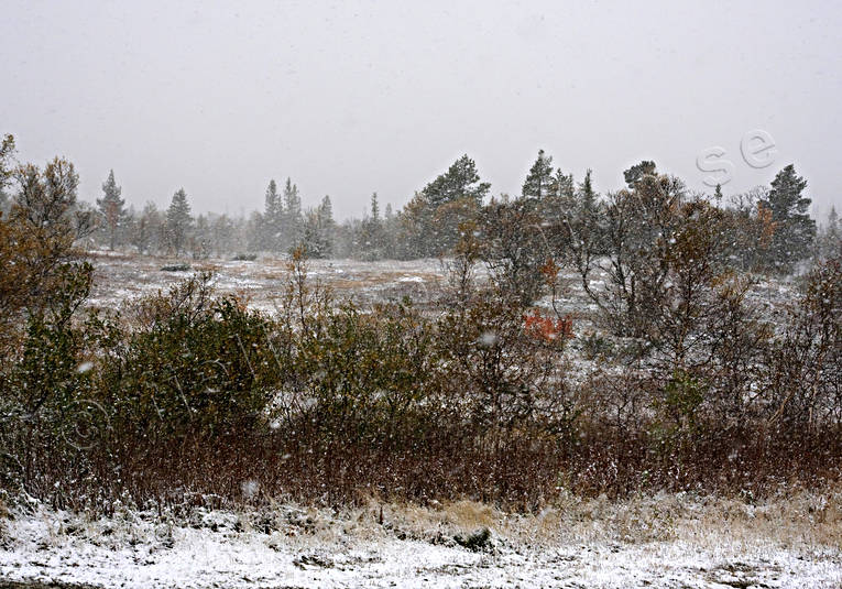 biotop, hst, hstfrger, hstlandskap, natur, rimfrost, snovder, rstider