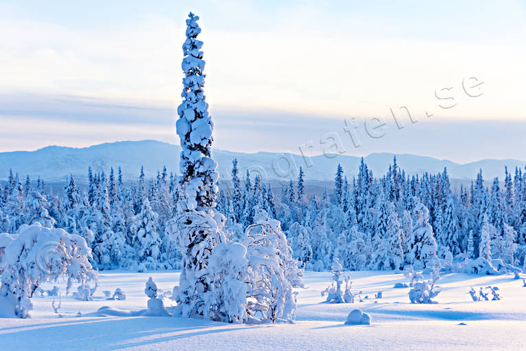 fjllskog, Jmtland, Landskap, sn, sntyngd, stmning, stmningsbild, stmningsbilder, vinter, vinterskog, vinterstmning, rstid, rstider