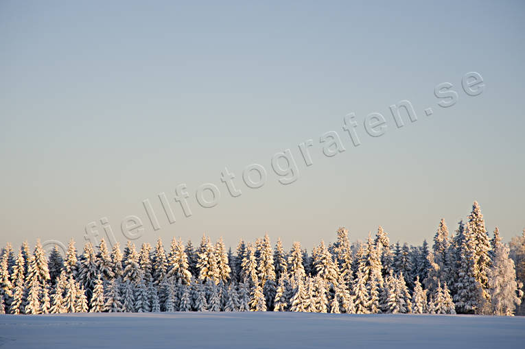 granskog, kallt, kyla, skog, sn, sntyngd, vinter, rstid, rstider